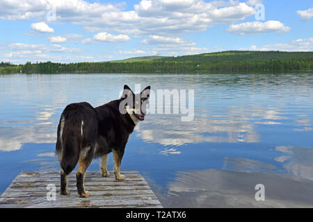 Lapponian Herder (lapinporokoira oder Lapp Rentier Hund oder Lapsk Vallhund) auf dem Hintergrund der blauen See und blauer Himmel. Finnisch Lappland Stockfoto