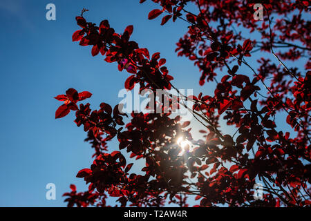 Rote Blätter eines wilden Kirschbaum Stockfoto