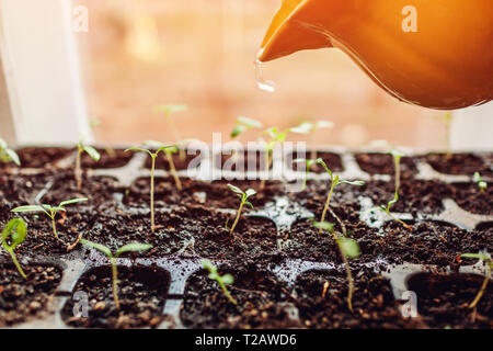Bewässerung tomate Sprossen in Töpfe zu Hause. Frühjahr Pflege. Agrar- und Landwirtschaft Konzept. Organic Farm Stockfoto