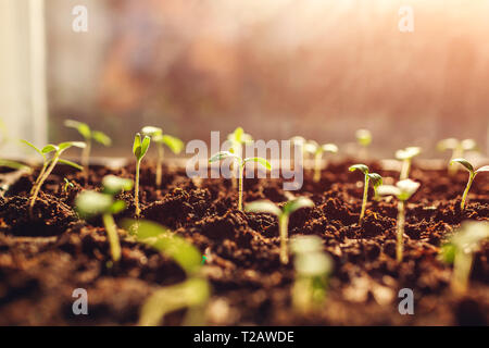 Wachsende tomate Sprossen zu Hause durch Fenster. Frühling Vorbereitung. Agrar- und Landwirtschaft Konzept. Organic Farm Stockfoto