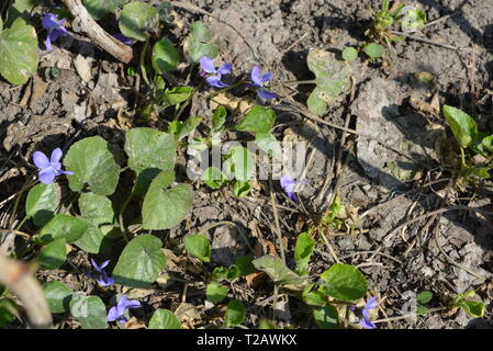 Helle und bunte Schneeglöckchen in der Frühlingssonne, frühe lila Blumen, Prolisk, duftendes Violett. Stockfoto
