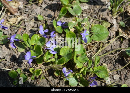 Helle und bunte Schneeglöckchen in der Frühlingssonne, frühe lila Blumen, Prolisk, duftendes Violett. Stockfoto