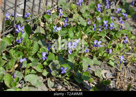 Helle und bunte Schneeglöckchen in der Frühlingssonne, frühe lila Blumen, Prolisk, duftendes Violett. Stockfoto