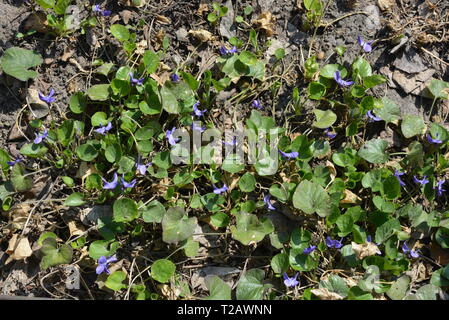 Helle und bunte Schneeglöckchen in der Frühlingssonne, frühe lila Blumen, Prolisk, duftendes Violett. Stockfoto