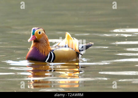 Ein Mandarin Enten auf einem Teich im New Forest Hampshire UK. Stockfoto