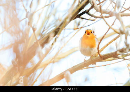 Robin Singen am Morgen Frühling Wald, wilde Natur Stockfoto