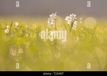 Gemeinsamen Narzisse (Narcissus Tazetta) fotografiert in Israel, im Januar Stockfoto