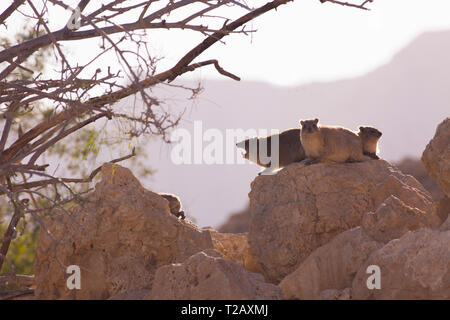 Klippschliefer, (Procavia capensis). In Israel, Judäische Wüste fotografierte, im Januar Stockfoto