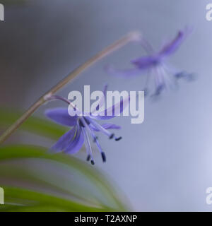 Gefährdete wildflower Maquis Blausterne (Scilla cilicica) endemisch in den hohen Bergen in Israel oberen Galiläa Golan und Hermon Stockfoto