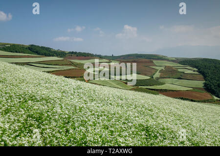 Ländliche landwirtschaftliche Landschaft mit sanften Hügel mit Feldern verschiedener Kulturen. In der Nähe von Kumming, Provinz Yunnan im Südwesten Chinas im September fotografiert. Stockfoto