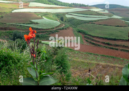 Rot Canna (Canna Lily) am Rande der landwirtschaftlichen Gebieten der unterschiedlichen Kulturen. In der Nähe von Kumming, Provinz Yunnan im Südwesten Chinas im September fotografiert. Stockfoto