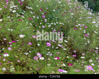 Ein Feld der bunten wildflowers in Rot, Rosa, Violett und Weiß. Im September 2004 in der Provinz Yunnan, China fotografiert. Stockfoto