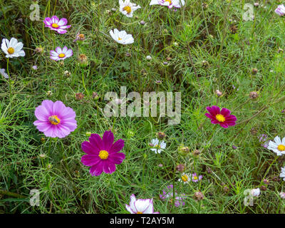 Ein Feld der bunten wildflowers in Rot, Rosa, Violett und Weiß. Im September 2004 in der Provinz Yunnan, China fotografiert. Stockfoto