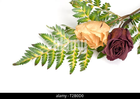 Grünen Farn Pflanze mit getrockneten weißen und roten Rosen Stockfoto