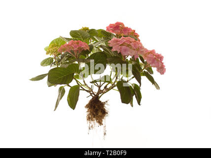 Ganze Hydrangea Macrophylla Rosita auf isolierten weißen Hintergrund Stockfoto