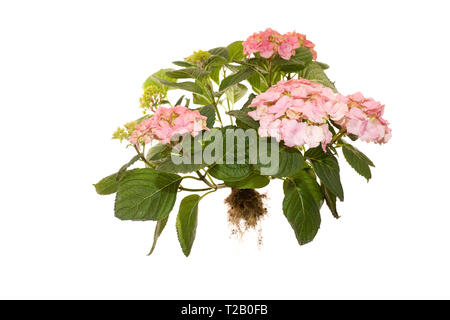 Ganze blühende Hydrangea macrophylla Rosita auf isolierten weißen Hintergrund Stockfoto
