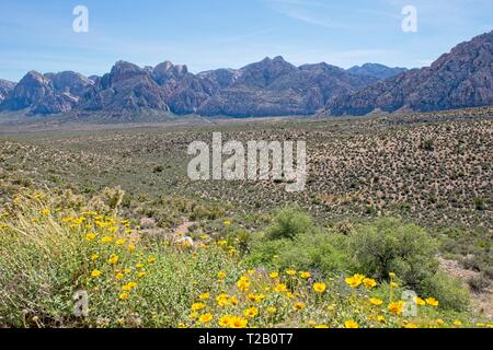 Ausbreitenden Wüste mit wilden Blumen und Bergblick in Red Rock Canyon Nature Conservancy Stockfoto