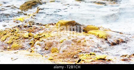 Stein Textur, Te Puia, Rotorua, Neuseeland. Mit selektiven Fokus Stockfoto