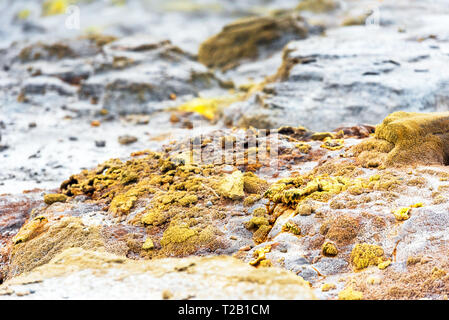 Stein Textur, Te Puia, Rotorua, Neuseeland. Mit selektiven Fokus Stockfoto