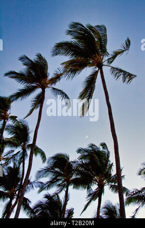 Einstellung Mond durch mehrere Palmen auf Maui gesehen. Stockfoto