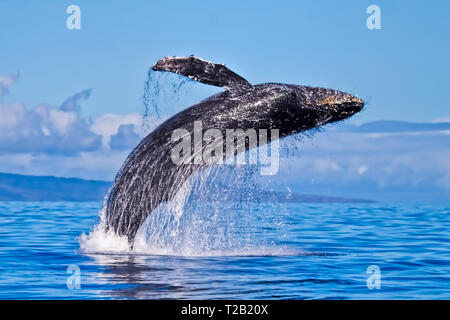 Massive Humback Verletzung fast vollständig aus dem Wasser auf Maui. Stockfoto