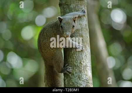 Grau-bellied Eichhörnchen auf Baum im Wald, Thailand Stockfoto