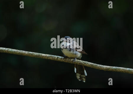 Malaysische Pied Fantail (Rhipidura Javanica) im Wald Stockfoto