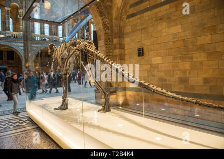 LONDON, UK, 22. MÄRZ 2019: Dinosaurier (Mantellisaurus) in Natural History Museum ausgestellt ist einer der am meisten vollständige Skelette, die je in England gefunden Stockfoto