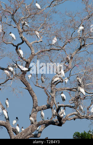 Holz Störche (Mycteria americana) in roost Baum im Pantanal Brasilien Stockfoto