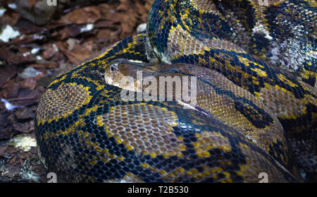 Ein erwachsener Netzpython (Python reticulatus), einer der größten Schlangen der Welt, auch in Rollen, und Schlafen. Stockfoto
