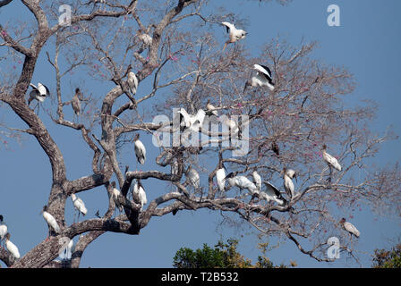 Holz Störche (Mycteria americana) in roost Baum im Pantanal Brasilien Stockfoto