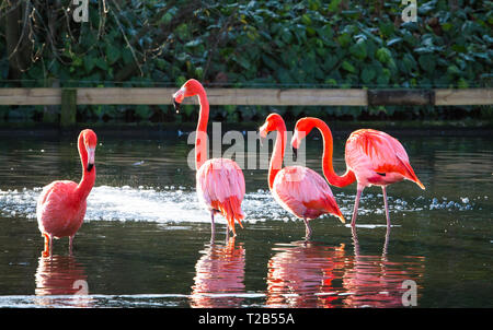 Eine Gruppe der Karibischen Flamingos (auch als amerikanische Flamingos, Phoenicopterus ruber) im Wasser waten und aalen sich in der Sonne. Stockfoto