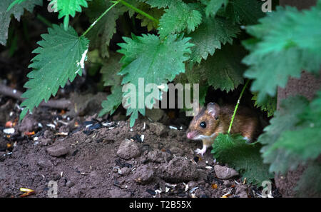 Ein erwachsener Waldmaus (APODEMUS SYLVATICUS) Kollegen aus der Vegetation für Essen im Wald Lane Naturschutzgebiet in Shropshire, England zu schauen. Stockfoto