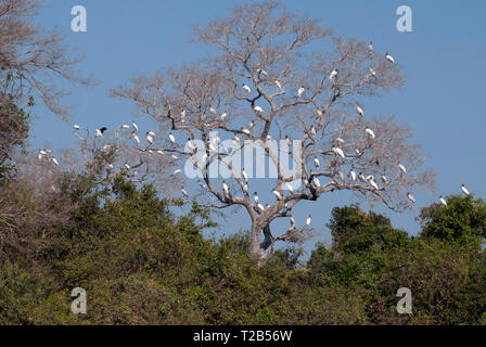 Holz Störche (Mycteria americana) in roost Baum im Pantanal Brasilien Stockfoto