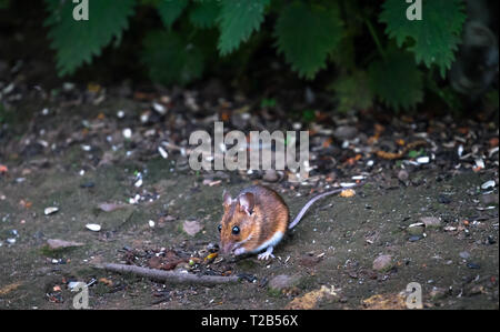 Ein erwachsener Waldmaus (APODEMUS SYLVATICUS) ergibt sich aus der Vegetation für Essen im Wald Lane Naturschutzgebiet in Shropshire, England zu schauen. Stockfoto