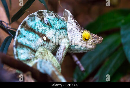 Ein erwachsener Parson's Chamäleon (Calumma parsonii) unter Dschungel Vegetation ruht. Stockfoto