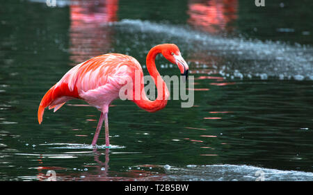 Ein karibischer Flamingo (auch als amerikanische Flamingo, Phoenicopterus ruber) Waten in einem Teich. Stockfoto