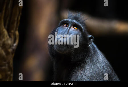 Ein Celebes crested macaque (auch "Sulawesi macaque oder ein Crested schwarzen Makaken, Macaca nigra) in Richtung des Vordachs in einem dunklen Wald aussieht. Stockfoto