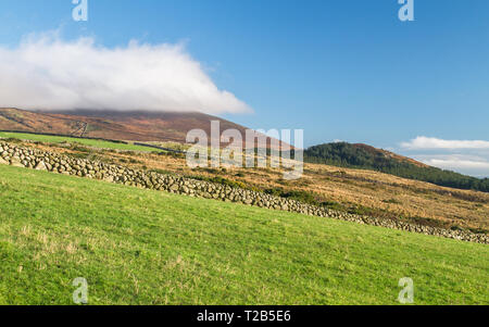 Grüne Wiese Weiden für Schafe weiden und charakteristischen Steinmauern sitzen unter sonnigen blauen Himmel auf Slieve Binnian in der Mourne Mountains in Nord Stockfoto