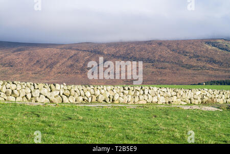 Grüne Wiese Weiden für Schafe weiden und charakteristischen Steinmauern auf Slieve Binnian in der Mourne Mountains in Nordirland, Großbritannien. Stockfoto