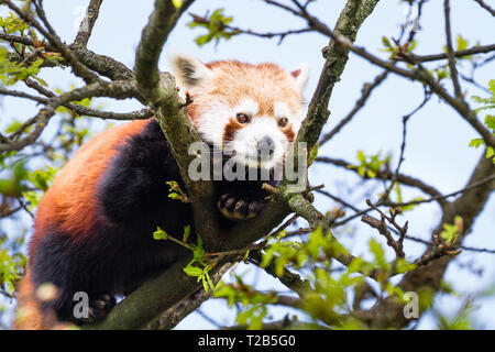Ein erwachsener kleiner Panda (Ailurus fulgens) ruht in einem Baum an einem sonnigen Tag. Stockfoto