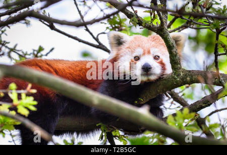 Ein erwachsener kleiner Panda (Ailurus fulgens) ruht in einem Baum an einem sonnigen Tag. Stockfoto