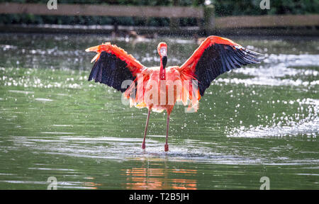 Ein karibischer Flamingo (auch als amerikanische Flamingo, Phoenicopterus ruber) Spritzer Wasser, wie es in einem großen Teich badet. Stockfoto