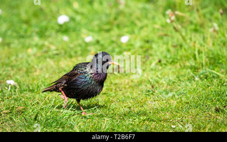 Eine europäische Starling (auch als Common Starling, Sturnus vulgaris) Spaziergänge durch eine Wiese an einem sonnigen Tag am Loch Gruinart Naturschutzgebiet auf t Stockfoto