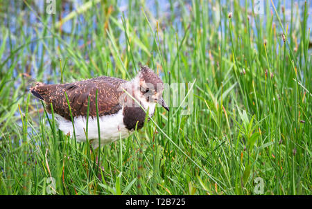 Ein Jugendlicher nördlichen Kiebitz (Vanellus vanellus) steht im hohen Gras am Loch Gruinart Naturschutzgebiet auf der Insel Islay, Schottland. Stockfoto
