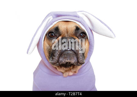 Portrait von niedlichen Französische Bulldogge hund Mädchen bis in den lustigen leicht violett Osterhase Kostüm mit Ohren auf weißem Hintergrund Stockfoto