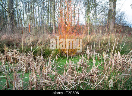 Ein helles Orange Baum wächst am Rand von einem Sumpf mit Wasserpflanzen in Shrewsbury, Shropshire, England gefüllt. Stockfoto