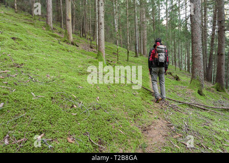 Ein Trekker wandern solo unter den Wald in ein bewölkter Tag Stockfoto