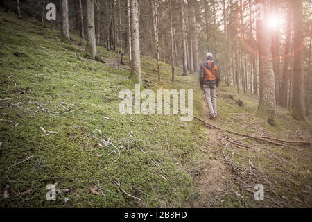 Ein Trekker wandern solo unter den Wald in ein bewölkter Tag Stockfoto