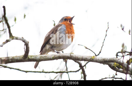 Eine europäische Rotkehlchen (Erithacus Rubecula) singt, während auf einem Zweig in Shropshire, England thront. Stockfoto
